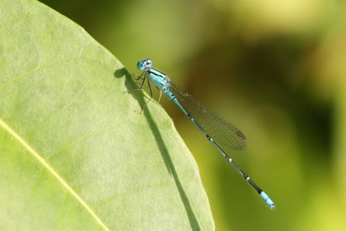 Pseudagrion microcephalum